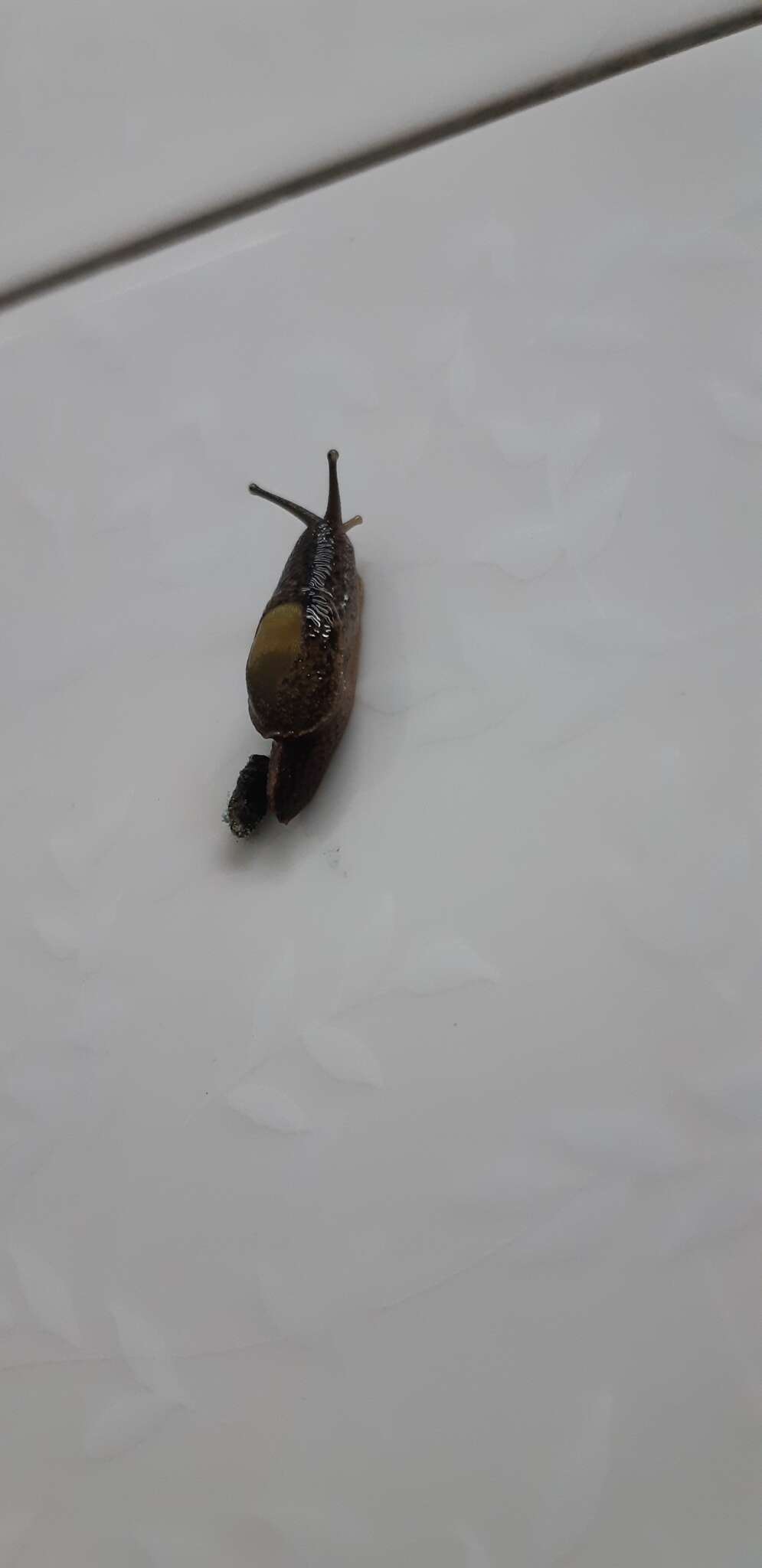 Image of Yellow-shelled semi-slugs