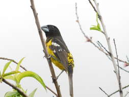 Image of Black-backed Grosbeak