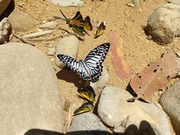 Image of Graphium delesserti (Guérin-Méneville 1839)