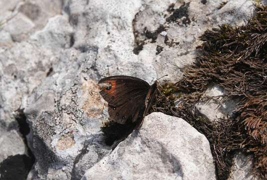 Image of Black Ringlet