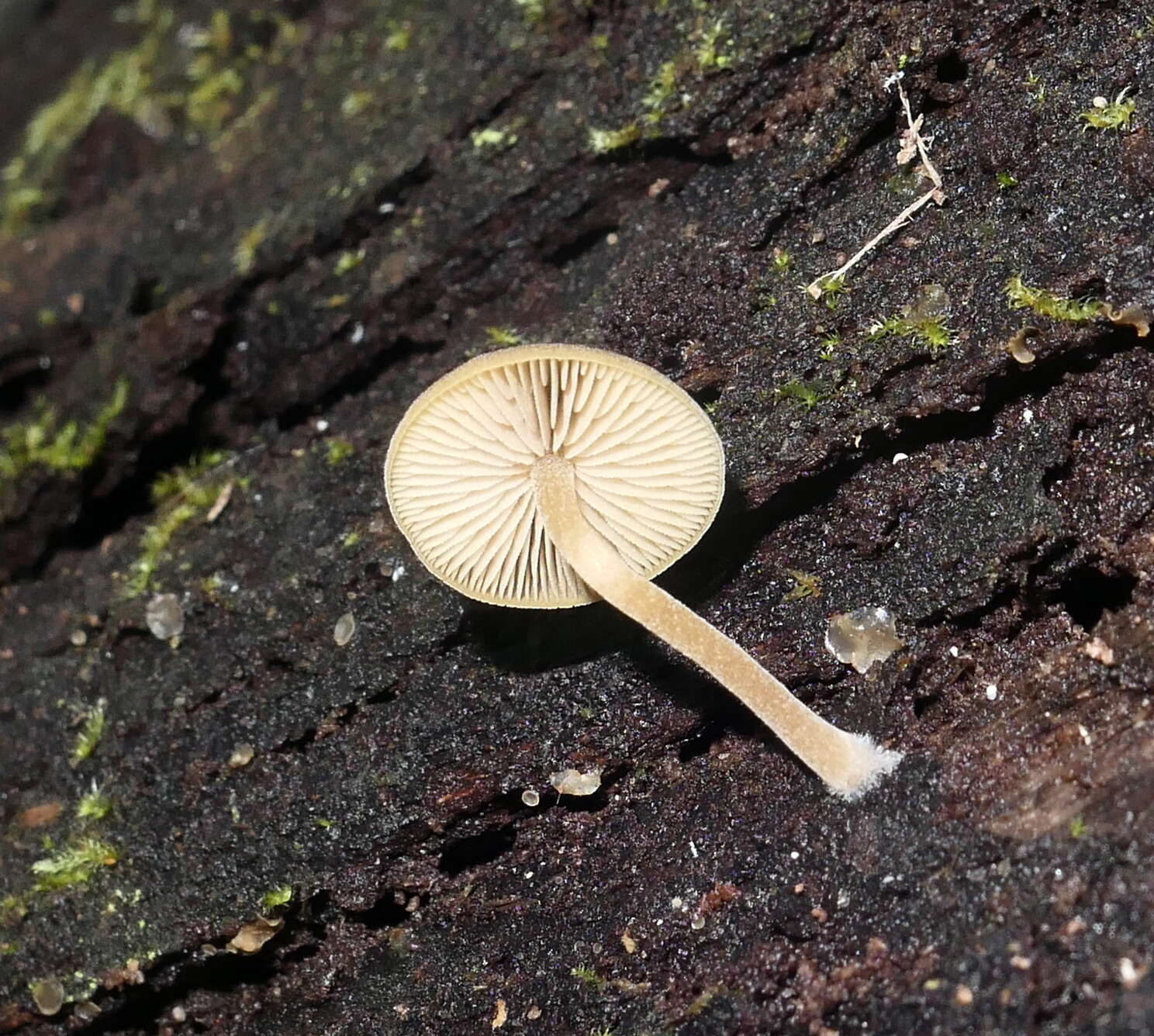 Слика од Simocybe phlebophora E. Horak 1980