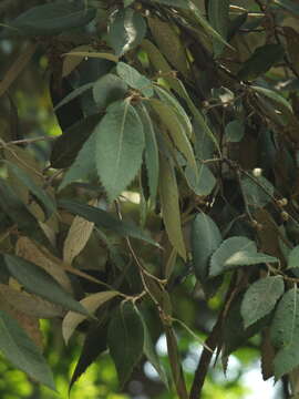 Image of Quercus oblongata D. Don