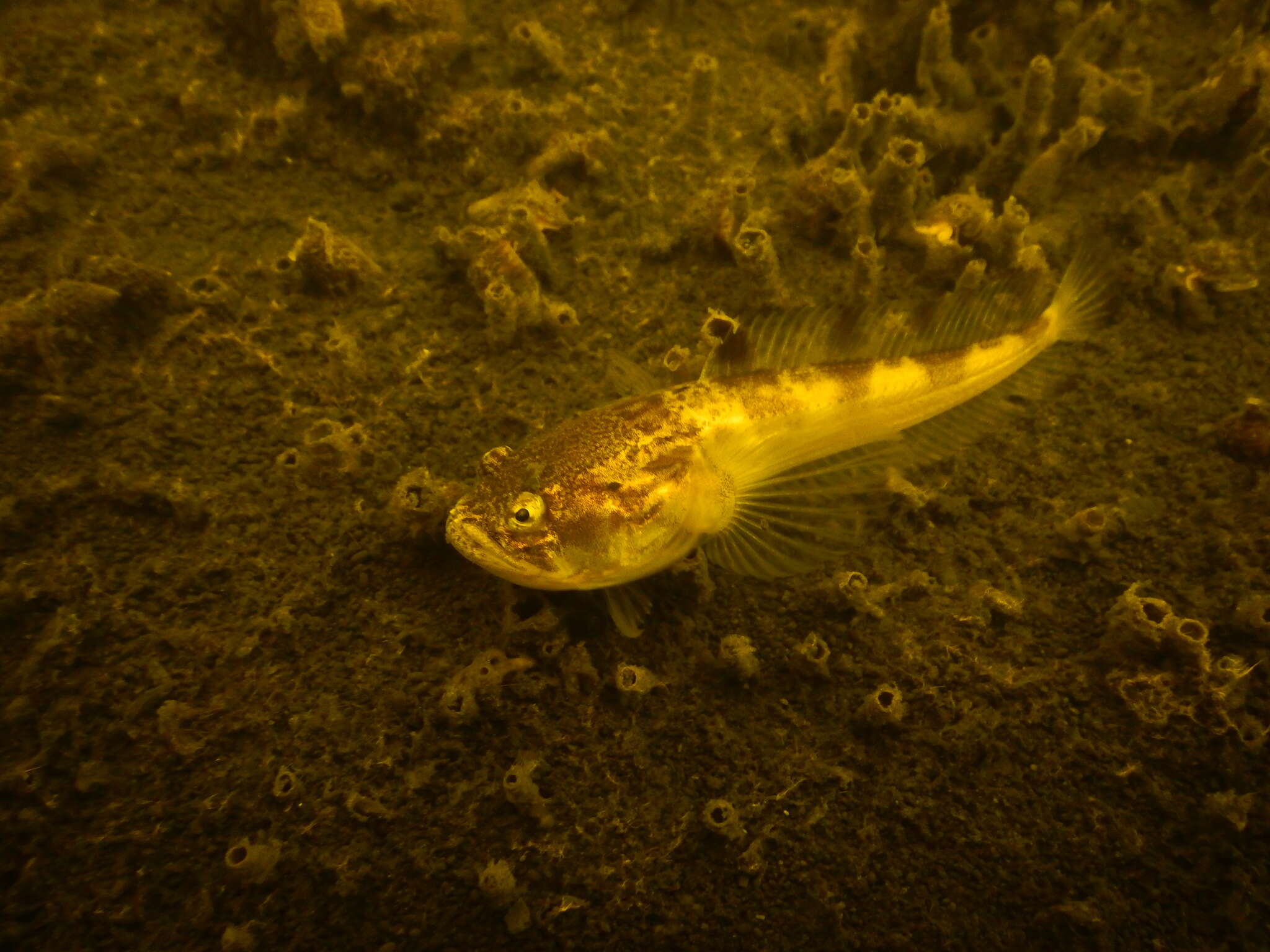 Image of Monkfish