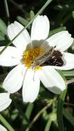 Image of Small Checkered Skipper