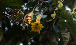 Image of Passiflora linearistipula L. K. Escobar