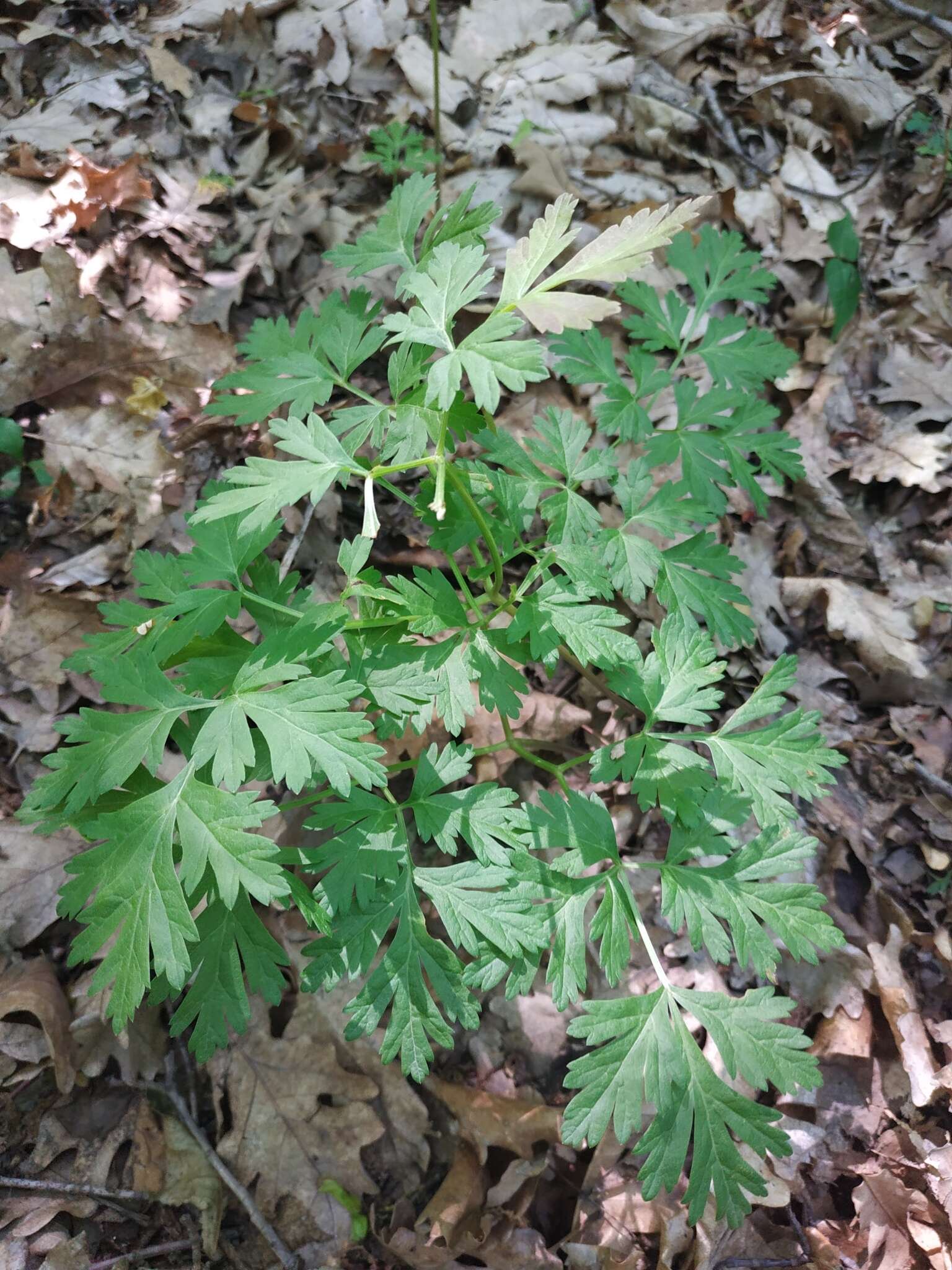 Image of Physospermum cornubiense (L.) DC.