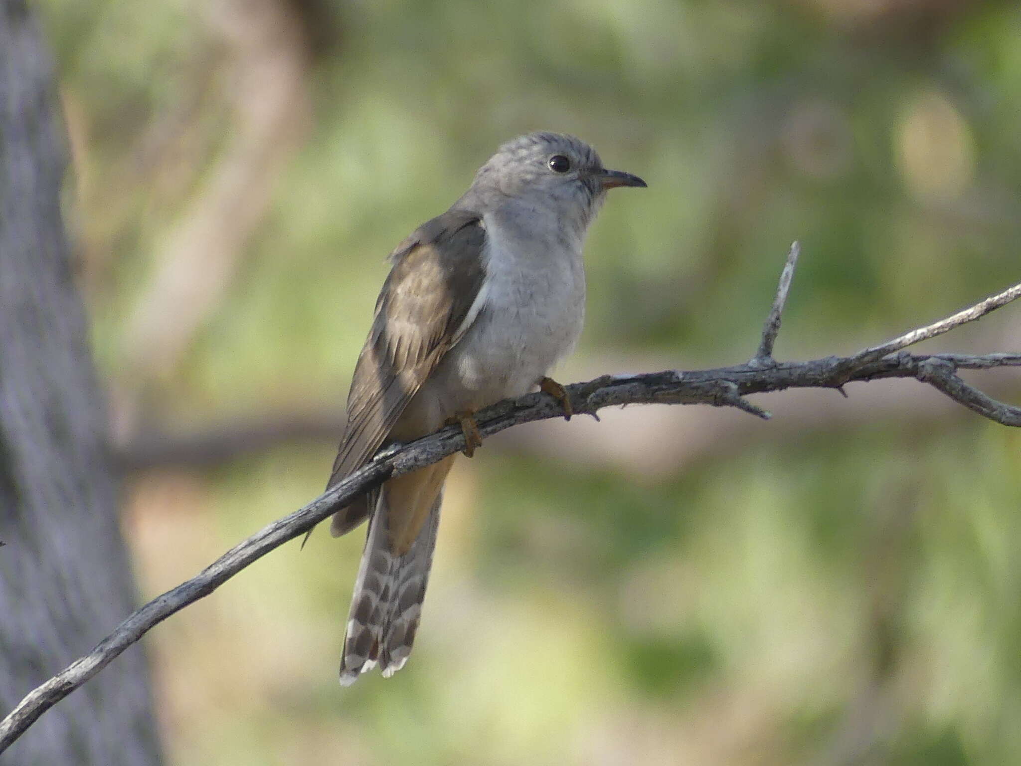 Image of Brush Cuckoo