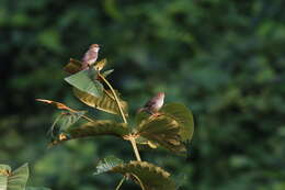 Image of Chattering Cisticola