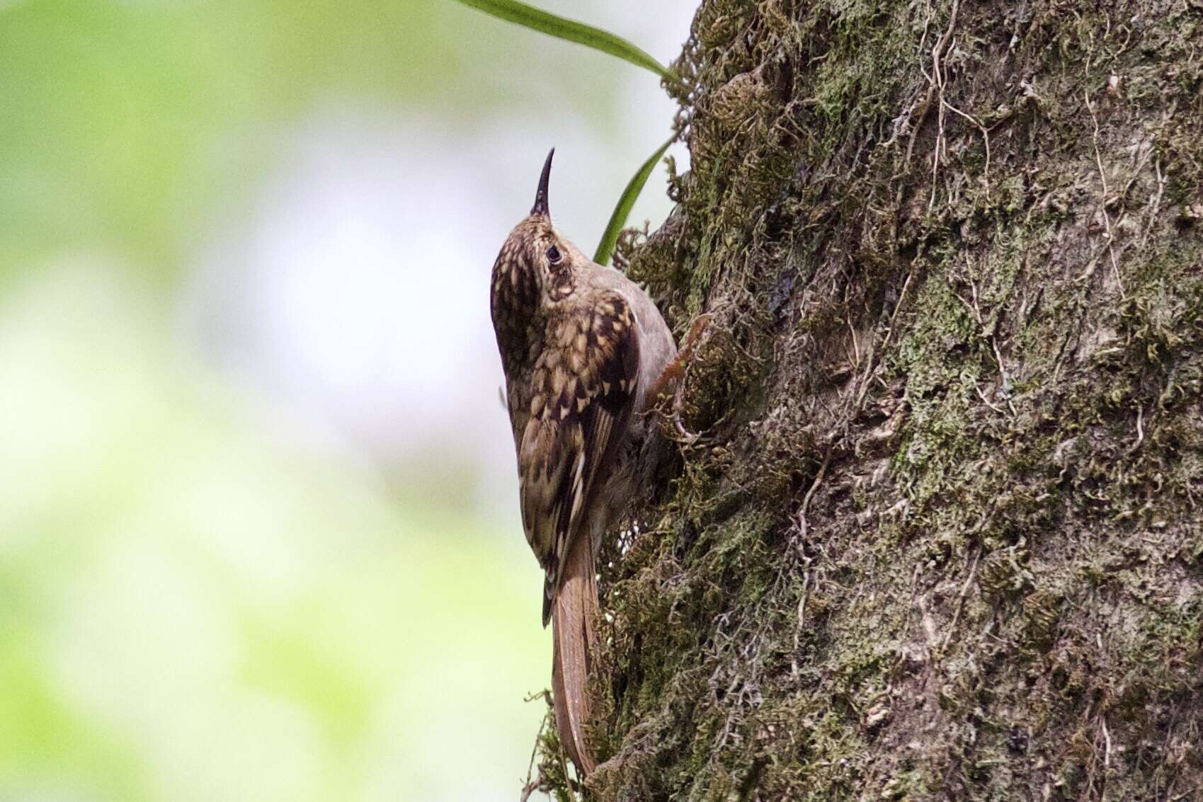 Image of Brown-throated Treecreeper