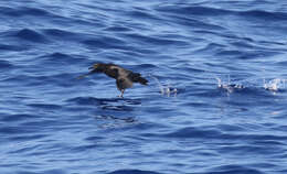 Image of Christmas Shearwater