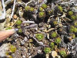 Image of Leptinella goyenii (Petrie) D. G. Lloyd & C. J. Webb