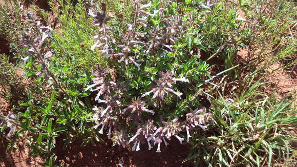 Image of Syncolostemon pretoriae (Gürke) D. F. Otieno