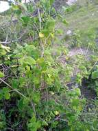 Image of Salvia aspera M. Martens & Galeotti