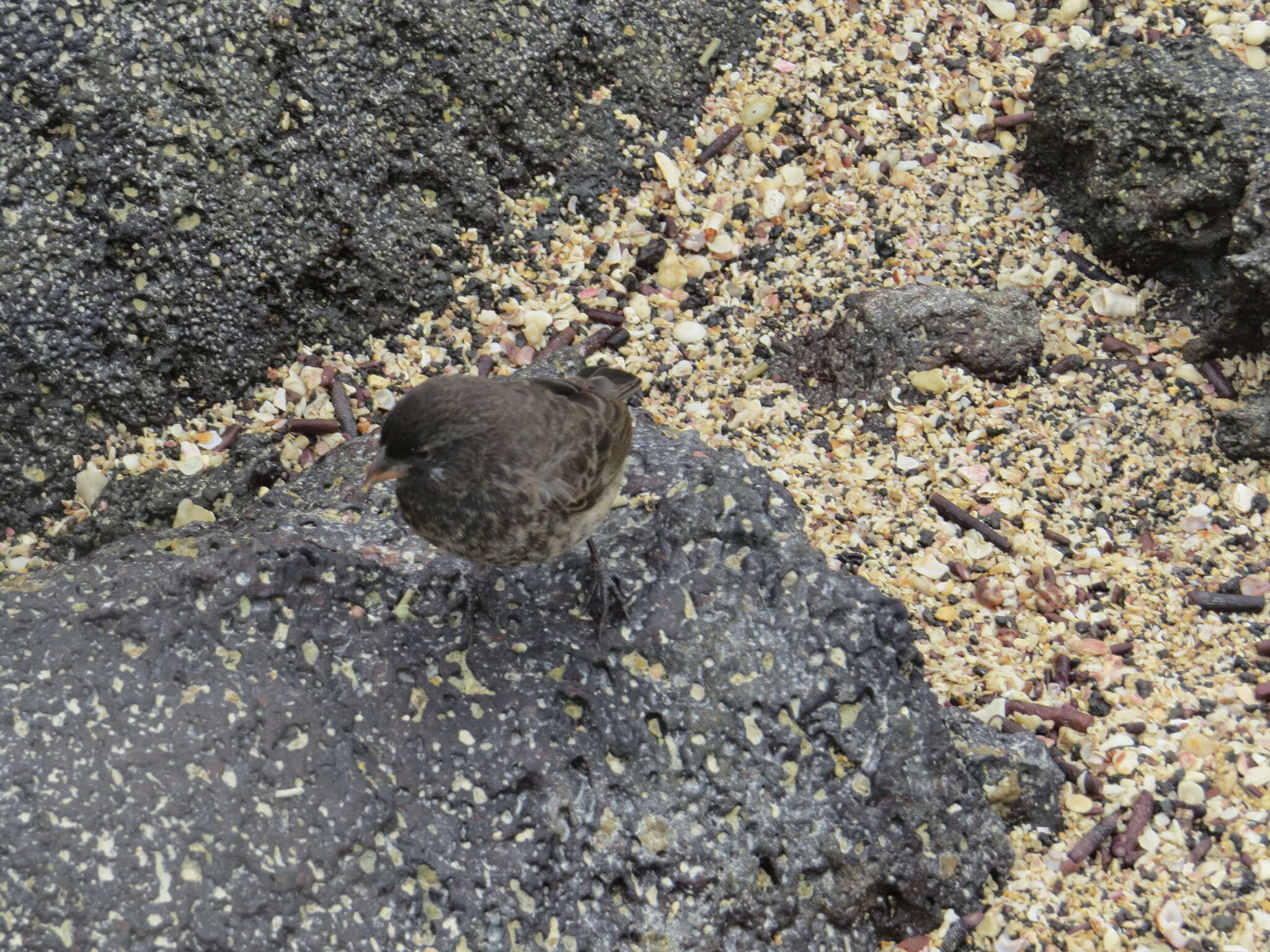 Image of Small Ground Finch