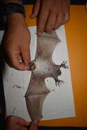 Image of Fish-eating Bat