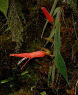 Image of Columnea ceticeps