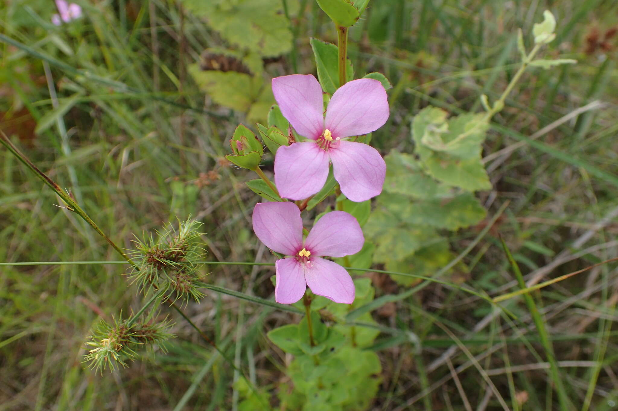 Imagem de Rhexia petiolata Walt.