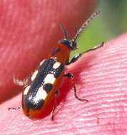 Image of Common asparagus beetle