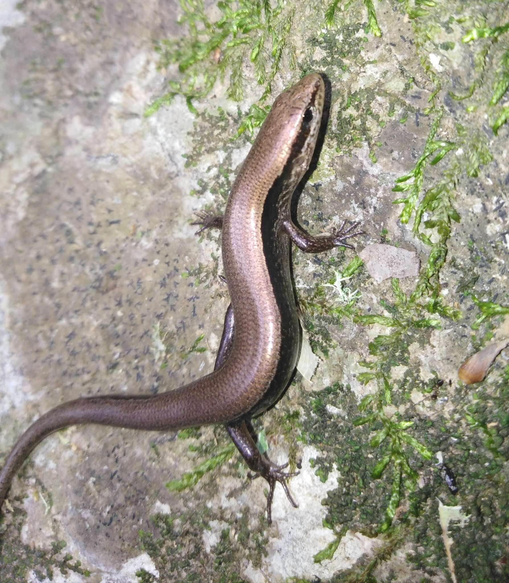 Image of Taylor's Ground Skink