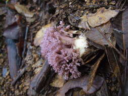 Image of Ramaria violaceibrunnea (Marr & D. E. Stuntz) R. H. Petersen 1986