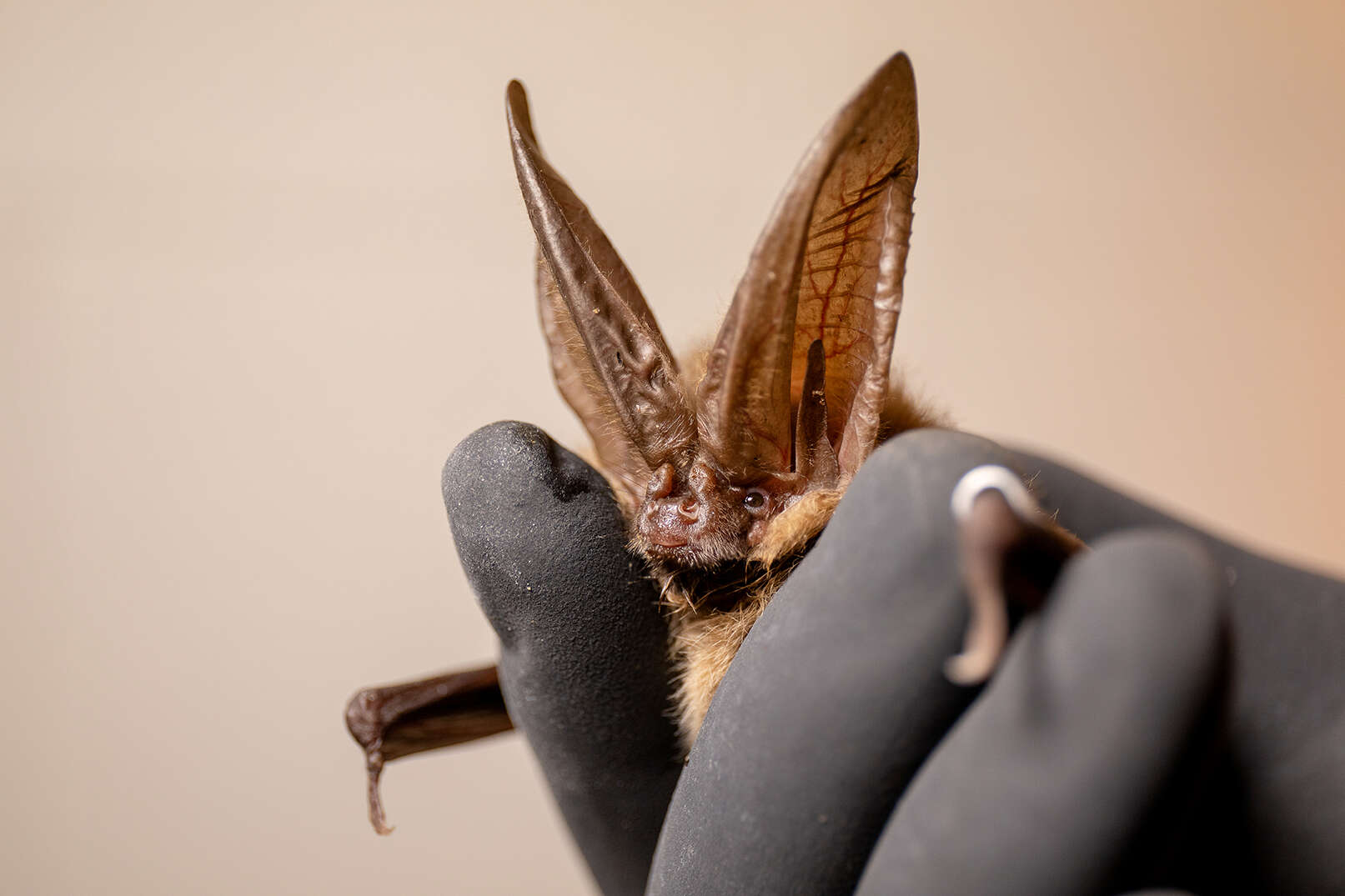 Image of Ozark big-eared bat