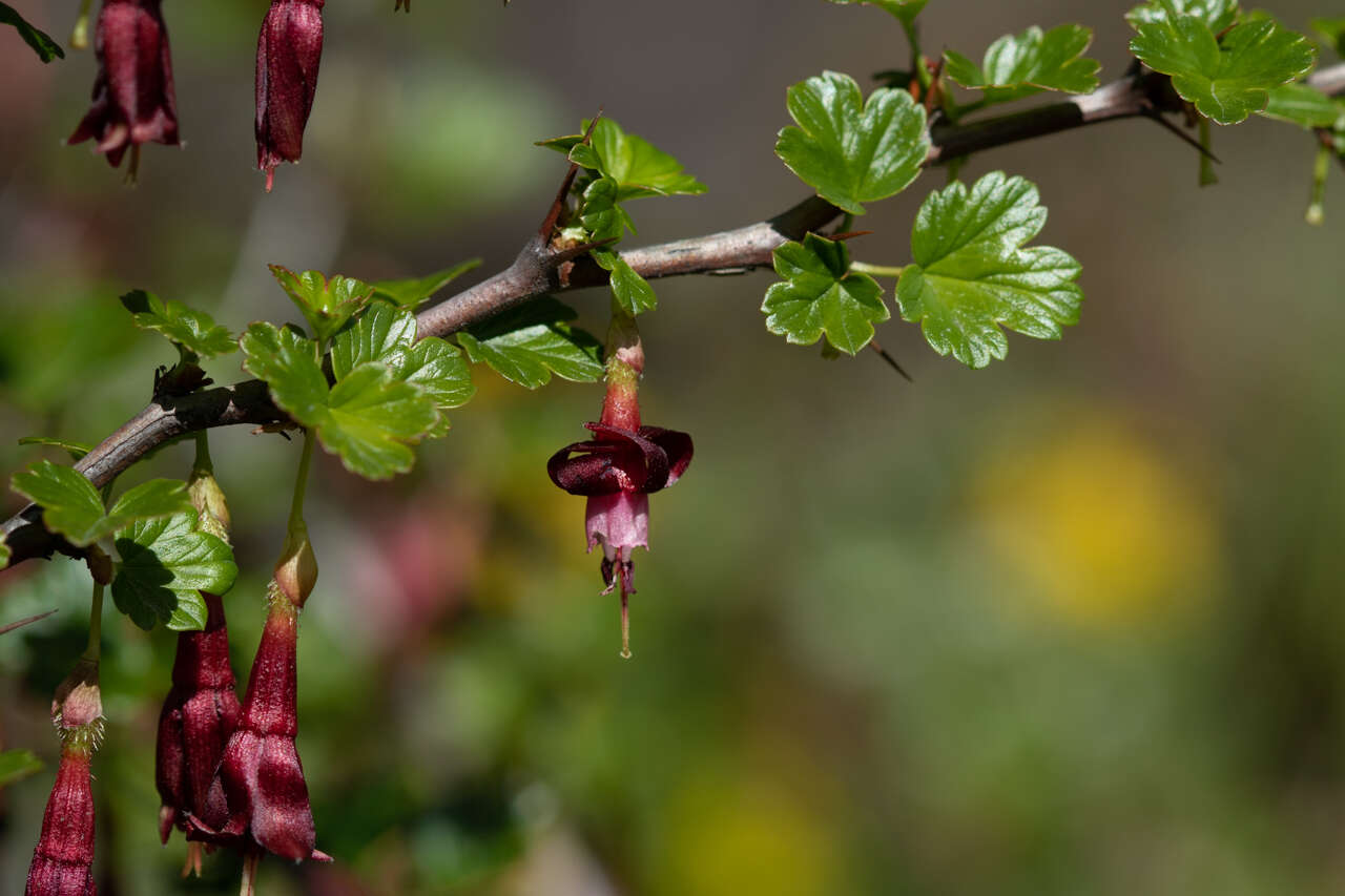 Plancia ëd Ribes cruentum Greene