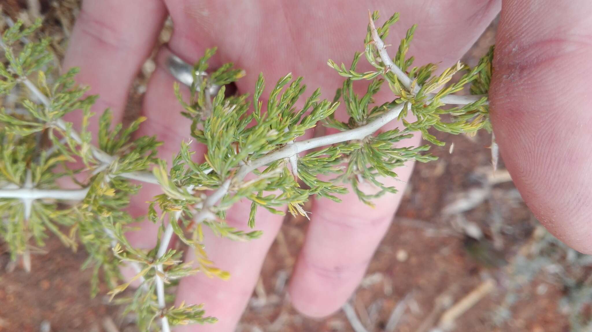 Image of Asparagus burchellii Baker