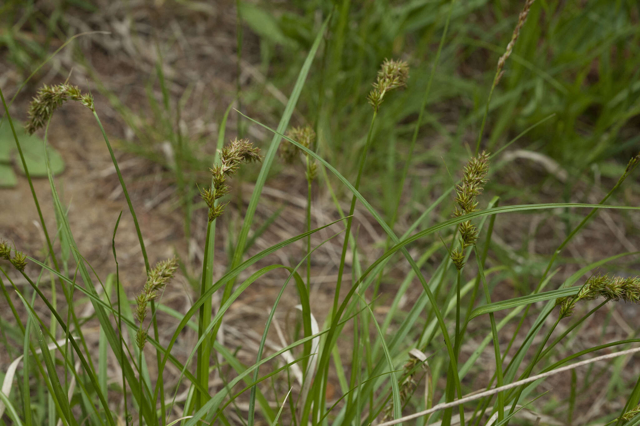 Image of Carex laevissima Nakai