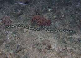 Image of Hawaiian spotted snake eel