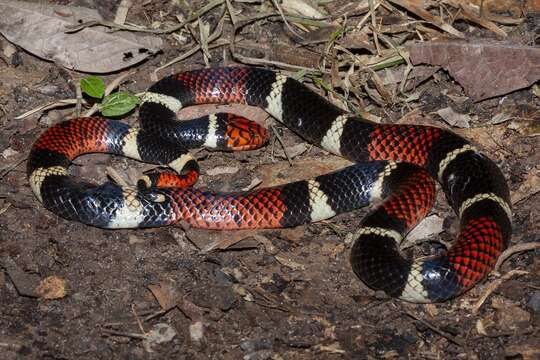 Image of Aquatic Coral Snake