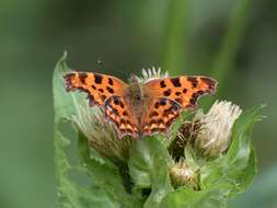 Image of Comma