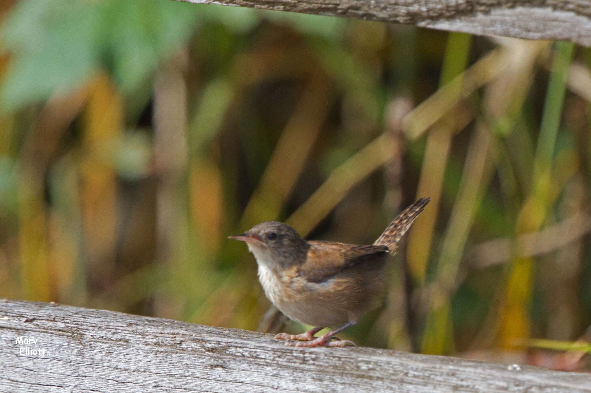 Image of Marsh Wren