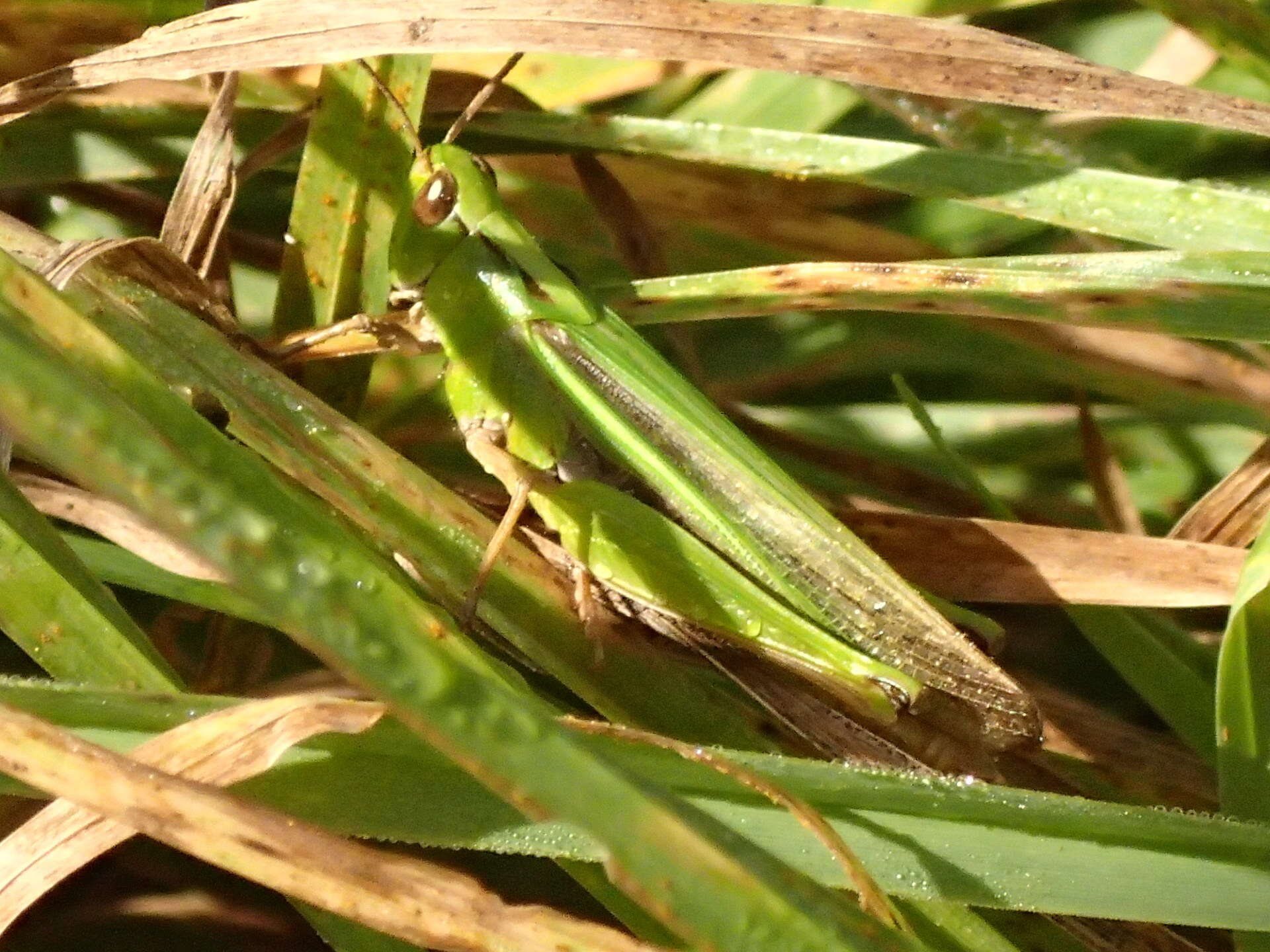 Plancia ëd Schizobothrus flavovittatus Sjöstedt 1921