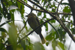 Image of Fulvous-breasted Flatbill