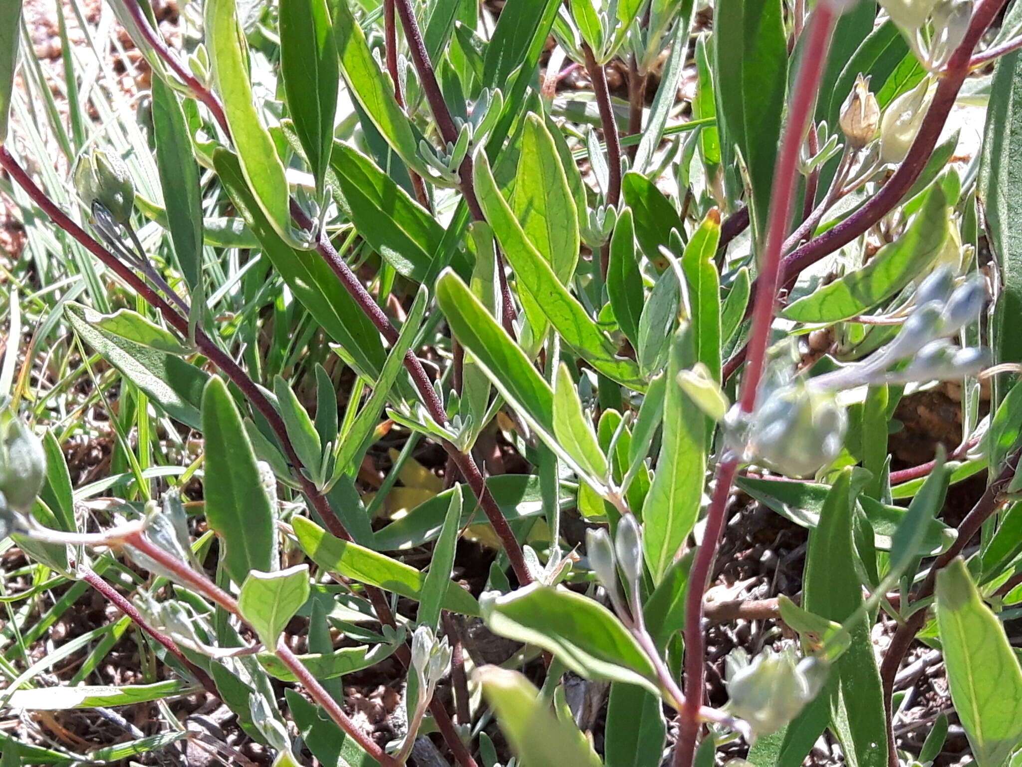 Imagem de Caryopteris mongholica Bunge