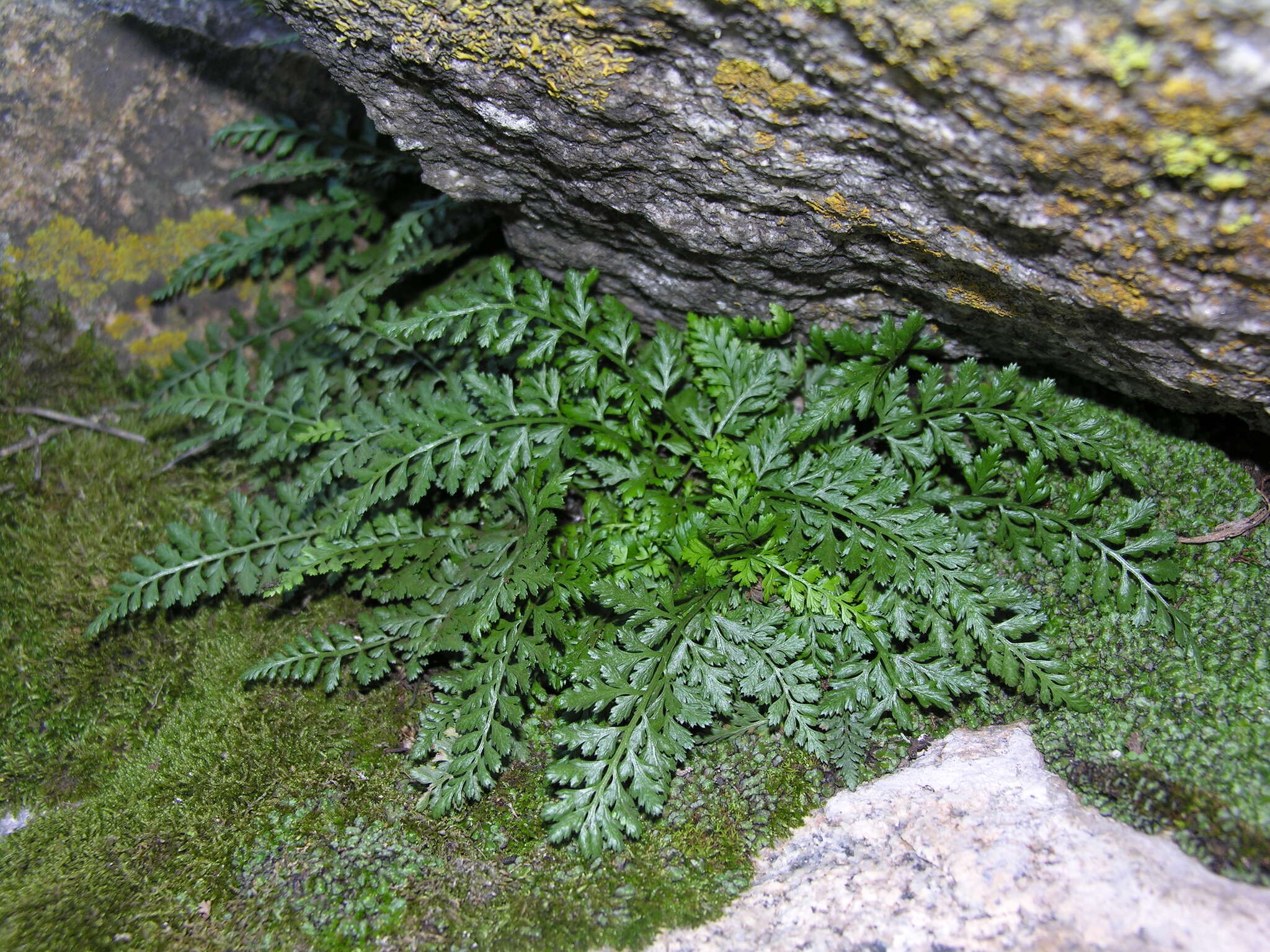 Image of Asplenium altajense (Komar.) Grubov