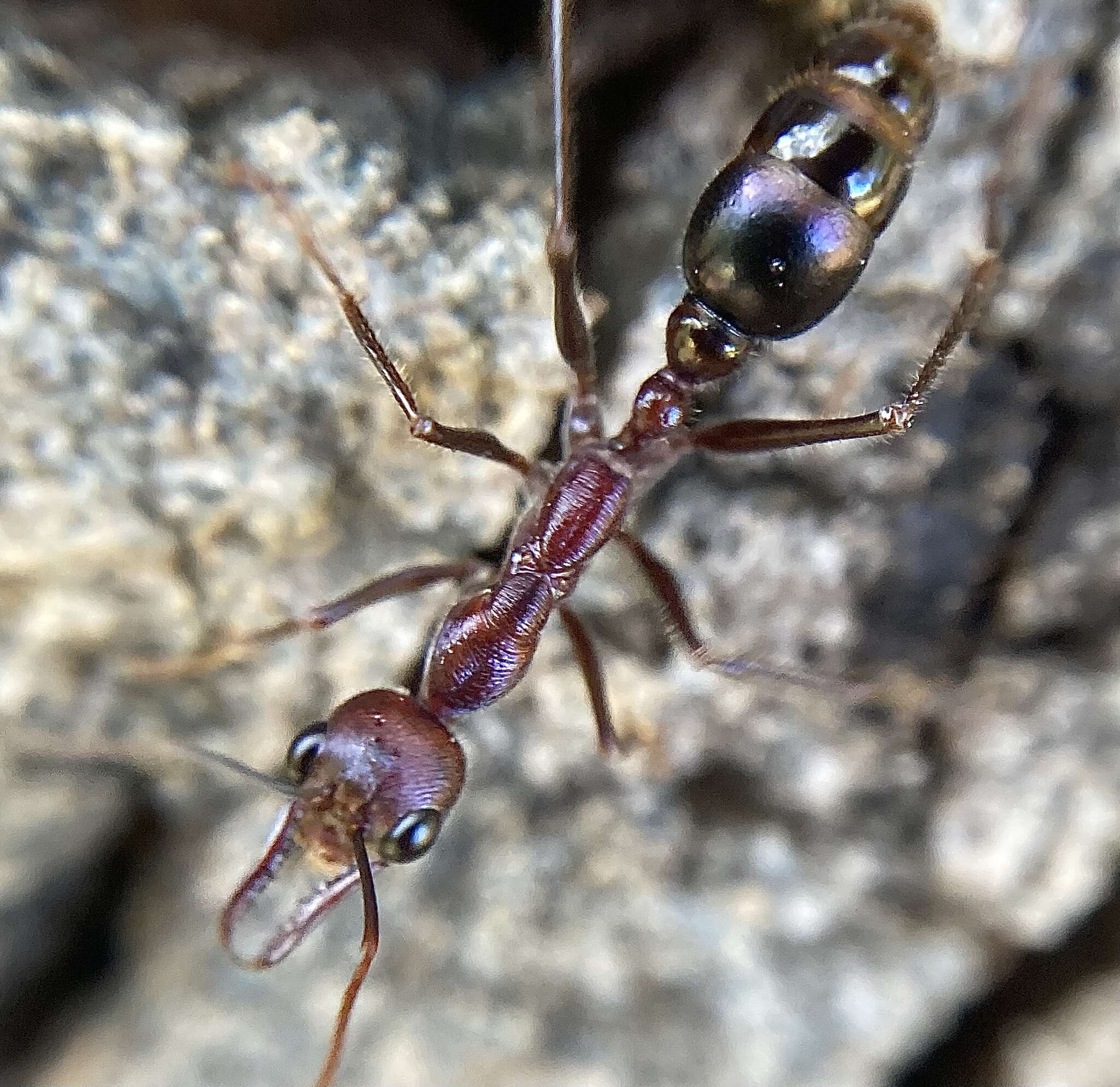 Image of Myrmecia regularis Crawley 1925