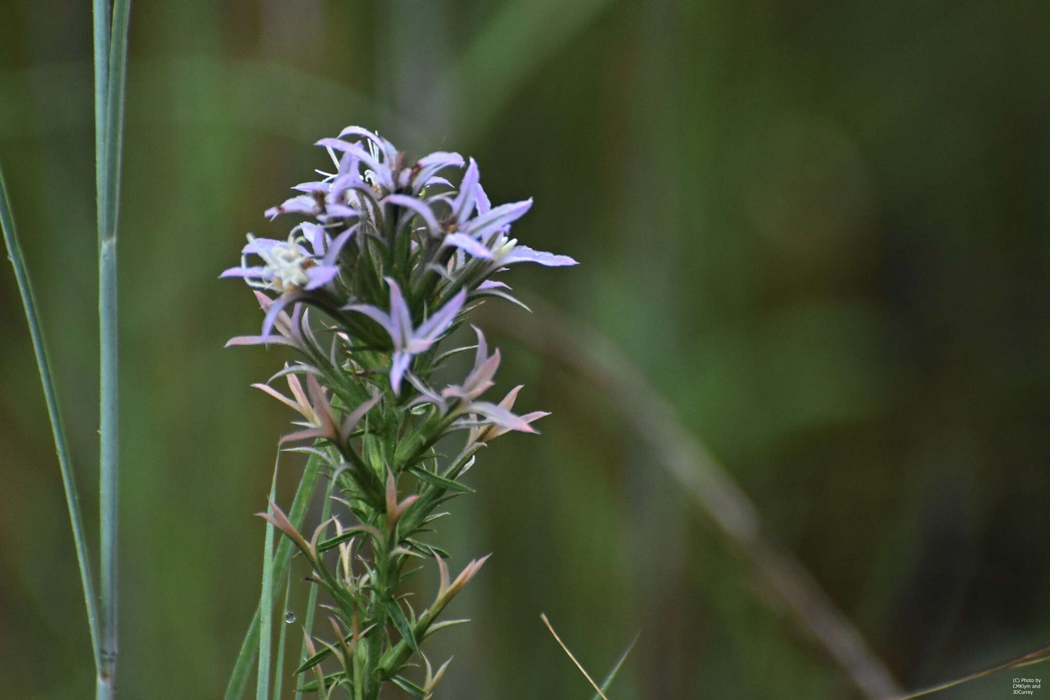 Image de Liatris carizzana (Gaiser) G. L. Nesom