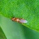 Image of Ectecephala unicolor (Loew 1863)