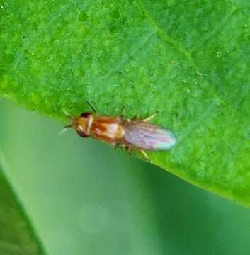 Image of Ectecephala unicolor (Loew 1863)