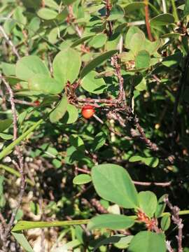 Image of Cotoneaster uniflorus Bunge