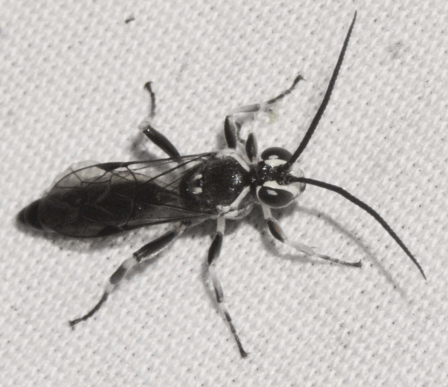 Image of Coelichneumon navus (Say 1835)