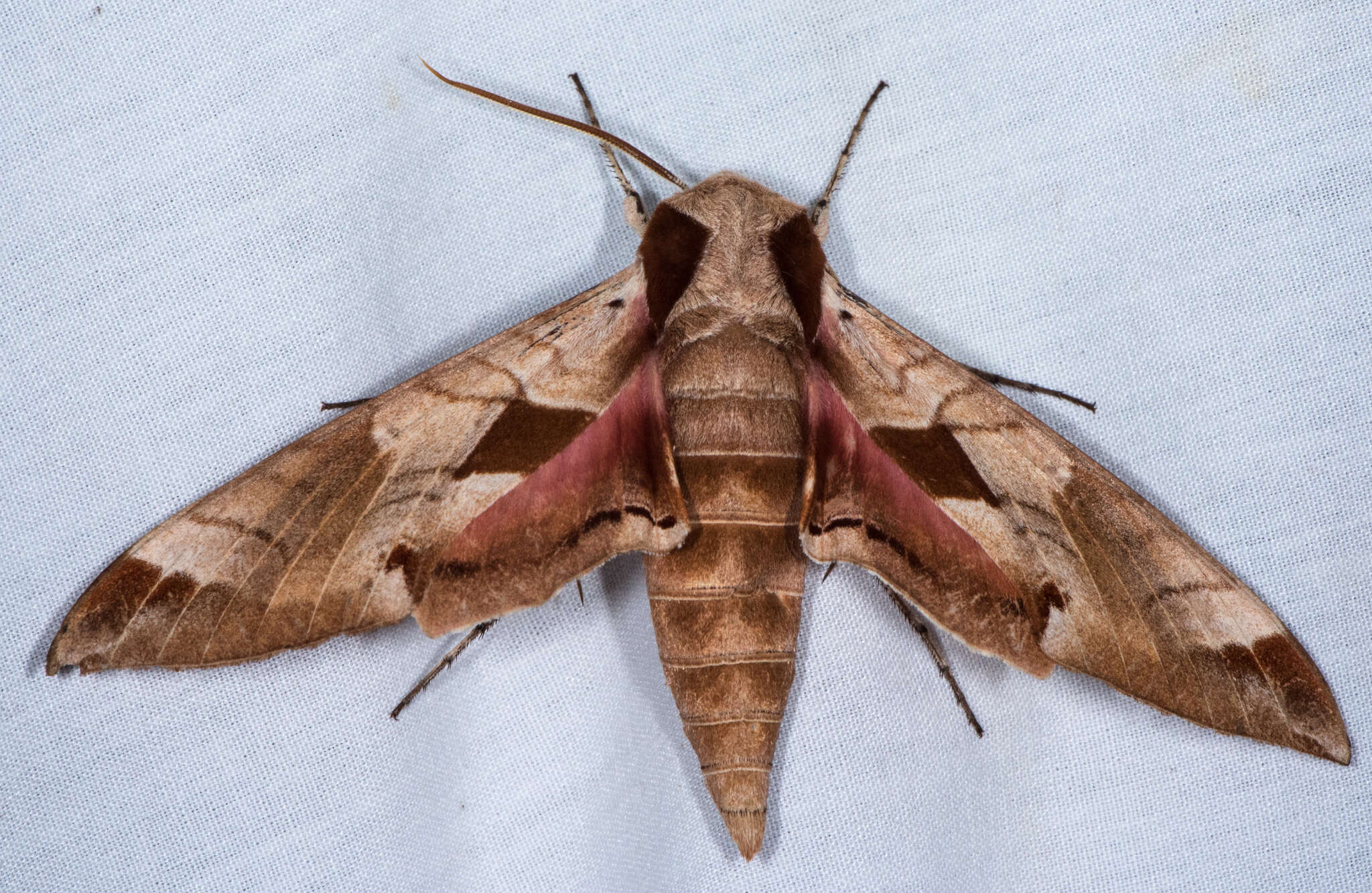 Image of Achemon Sphinx