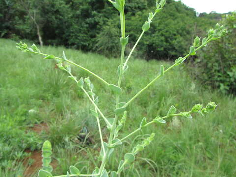 Image of Lopholaena segmentata (Oliv.) S. Moore