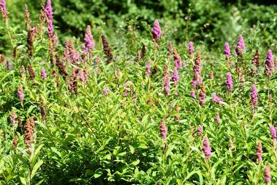 Image of Menzies' spirea