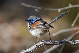 Image of Blue-breasted Fairy-wren