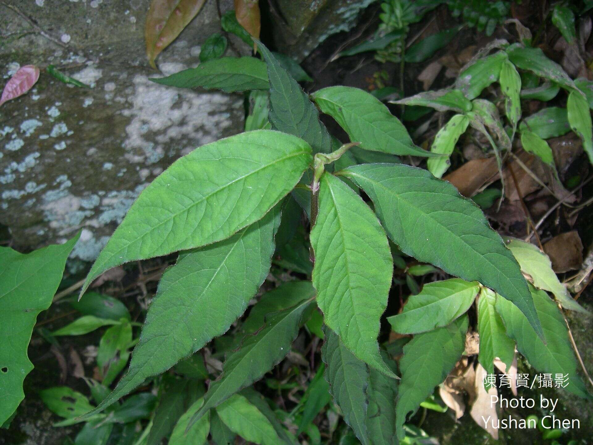 Слика од Achyranthes splendens var. rotundata Hillebr.