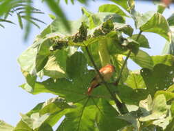 Image of Pink-throated Becard