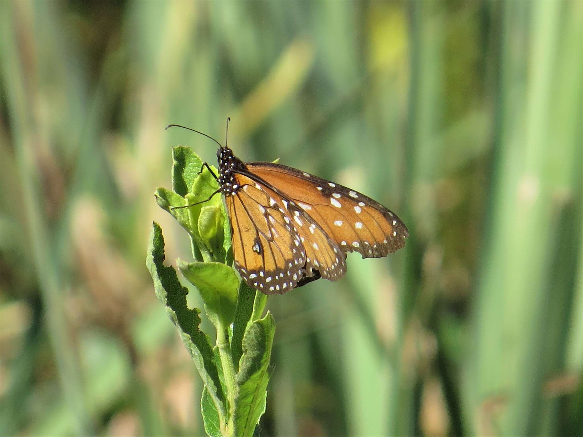 Image of <i>Danaus <i>gilippus</i></i> gilippus