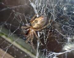 Image of Lace webbed spider